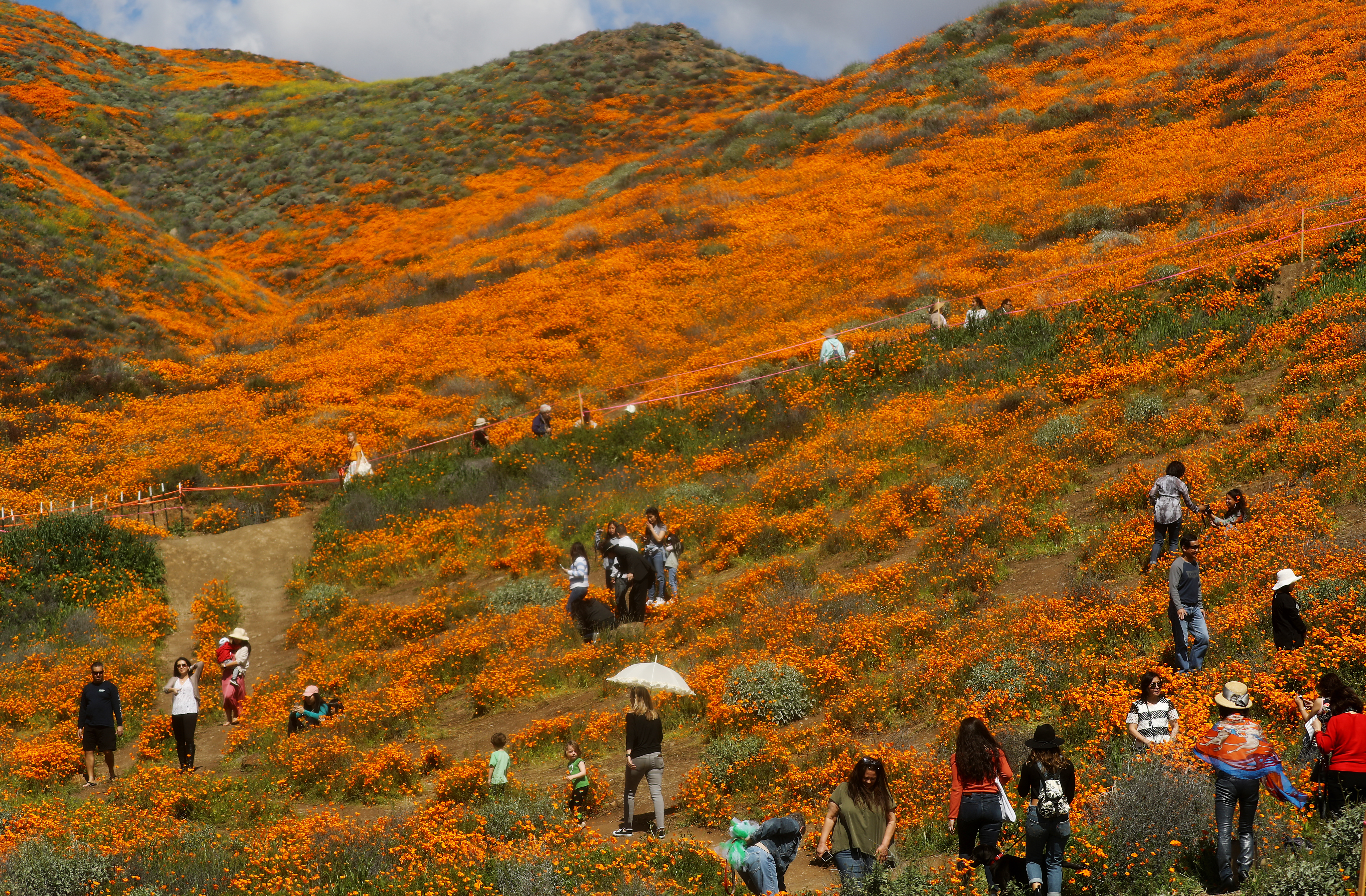 LAKE ELSINORE, CALIFORNIA - MARCH 12: People visit a ‘super bloom’ of wild poppies blanketing the hills of Walker Canyon on March 12, 2019 near Lake Elsinore, California. Heavier than normal winter rains in California have caused a ‘super bloom’ of wildflowers in various locales of the state. (Photo by Mario Tama/Getty Images)