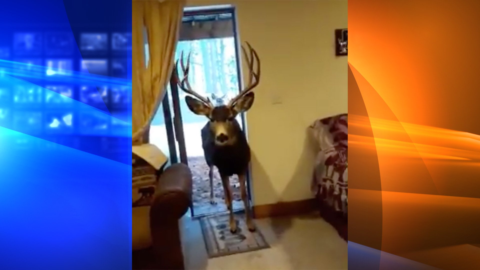 A woman was fined $550 for luring and feeding three deer inside her home, wildlife officials said on Feb. 10, 2020. (Credit: Colorado Parks and Wildlife/Twitter)