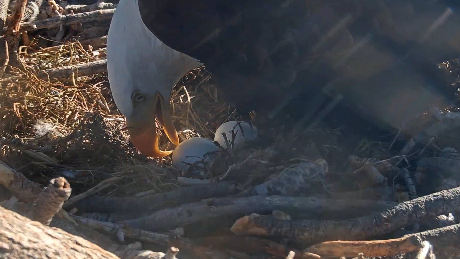 Two eggs were expected to hatch any time inside a bald eagle nest at Big Bear Lake on Feb. 16, 2020. (Credit: San Bernardino National Forest/Friends of Big Bear Valley)