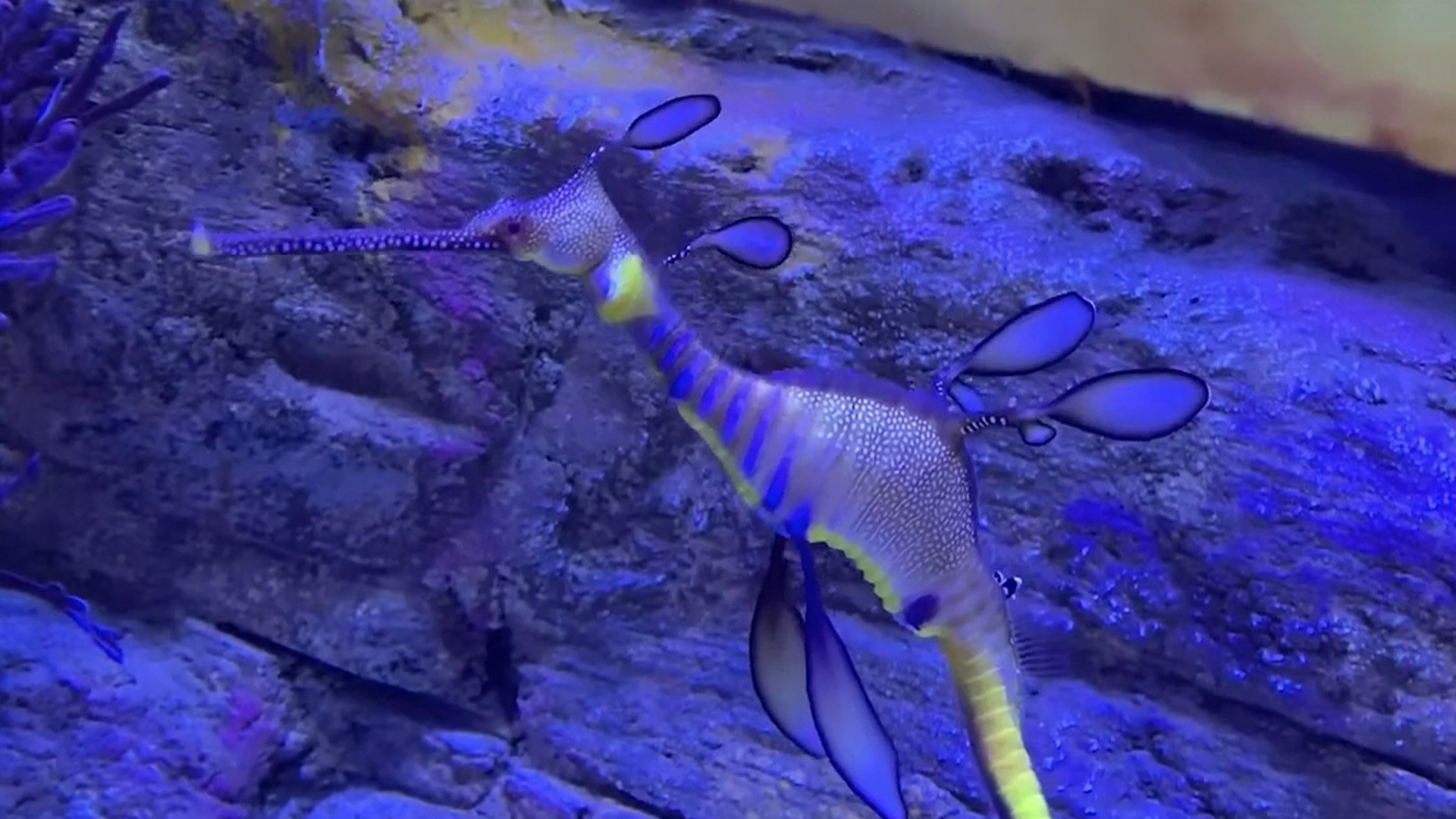 A weedy sea dragon is seen in a screenshot from a video shared by San Diego's Birch Aquarium at Scripps Institution of Oceanography on Feb. 13, 2020.