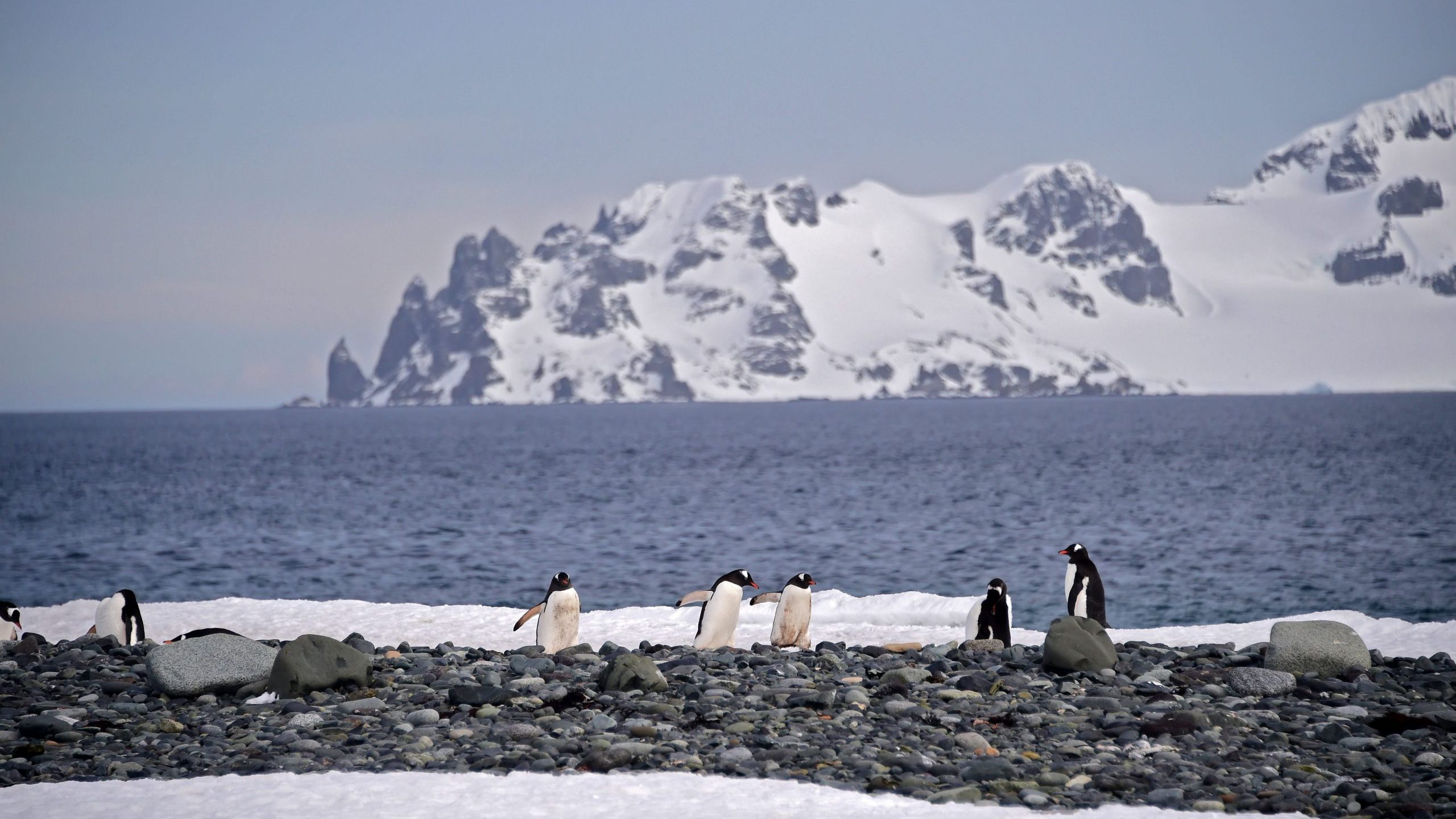 Gentoo penguins are seen at the Yankee Harbour in the South Shetland Islands, Antarctica, on Nov. 6, 2019. (Credit: Johan Ordonez / AFP / Getty Images)