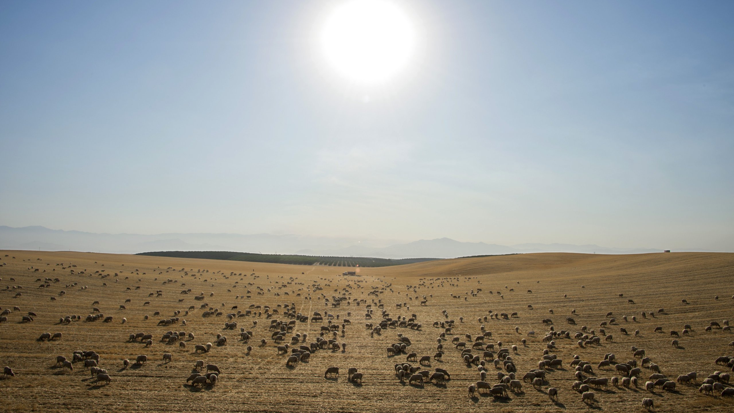 Sheep graze in a dry field near the town of McFarland in California's Central Valley on Aug. 24, 2016.(Credit: Robyn Beck/AFP via Getty Images)