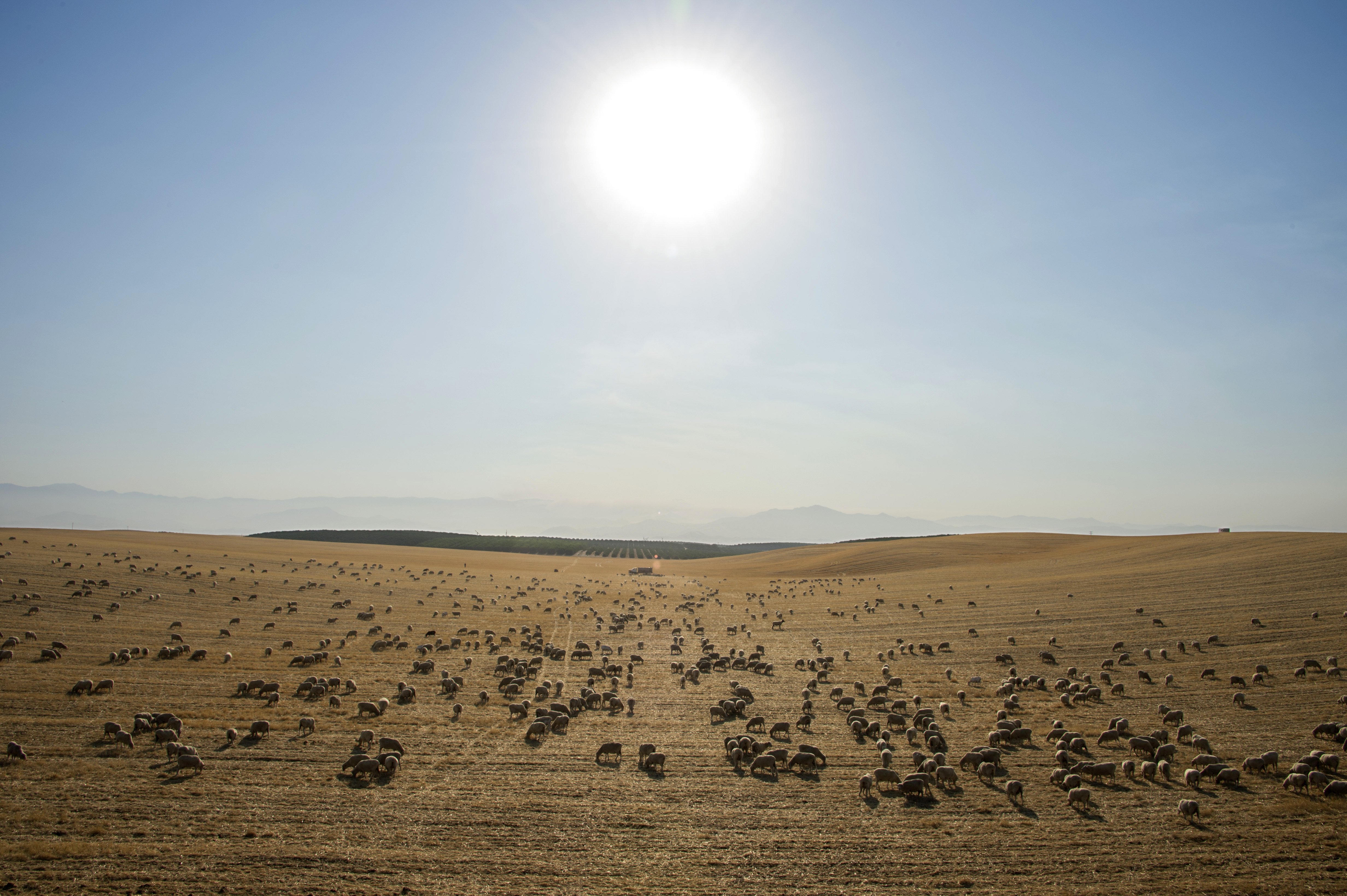 Sheep graze in a dry field near the town of McFarland in California's Central Valley on Aug. 24, 2016.(Credit: Robyn Beck/AFP via Getty Images)