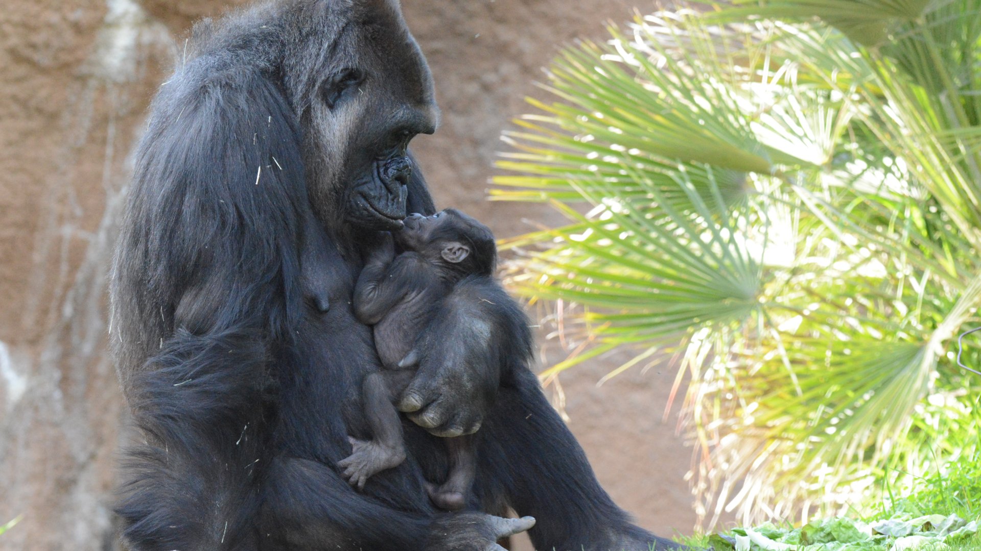 N’djia and Angela are seen in a photo released by the L.A. Zoo on Feb. 18, 2020.