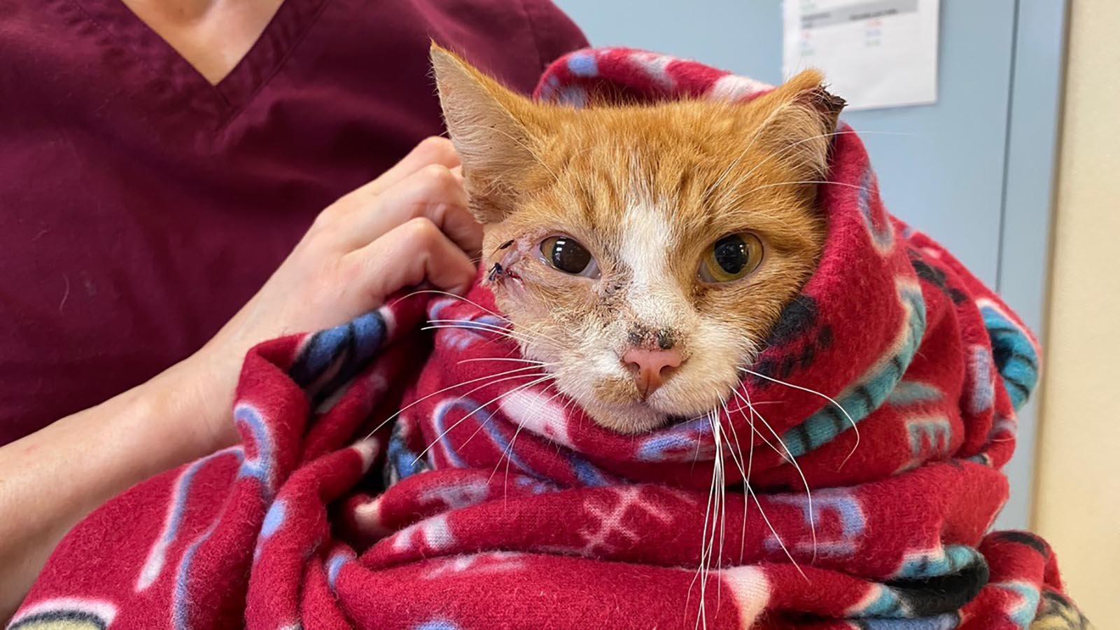 Cupid the cat is recovering from surgery after he was found with an arrow jammed in his head on Feb. 14, 2020. (Credit: Chelsea Jones/Animal Welfare League of Arlington via CNN)