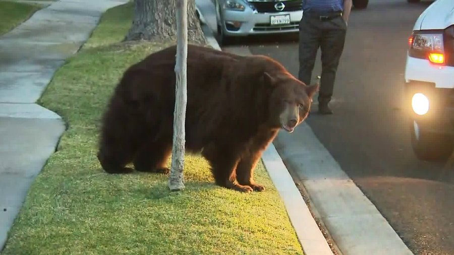 Monrovia Bear