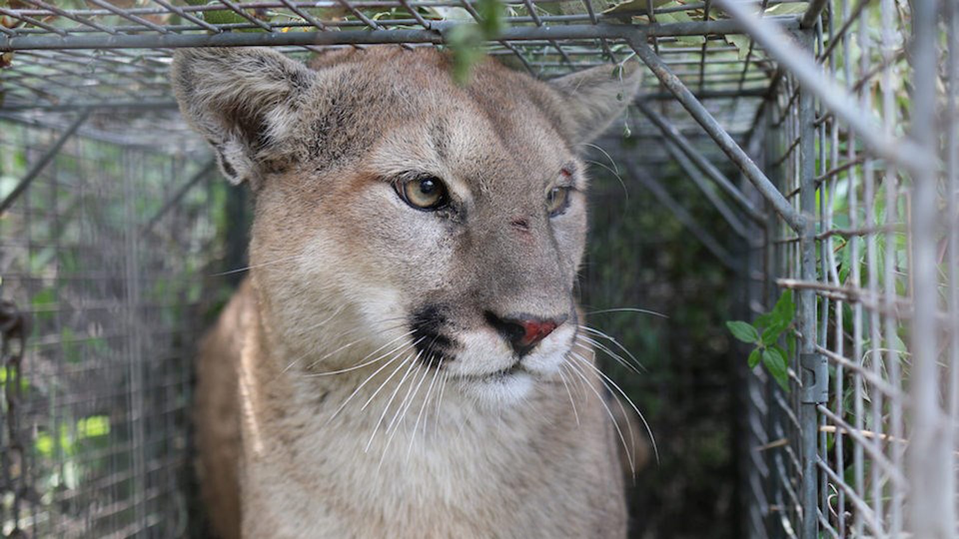 P-56 is seen in a photo on the National Park Service's website.