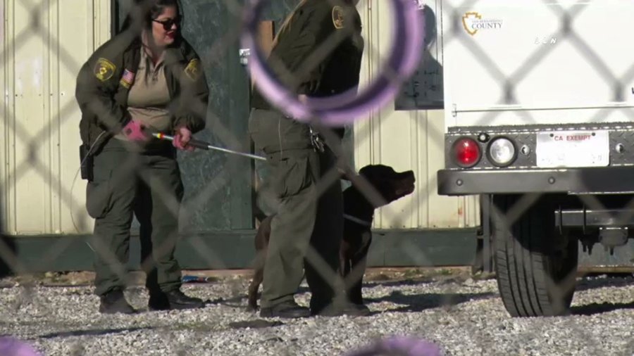 Animal officials take a pit bull into custody after it fatally attacked a 5-year-old boy in Oro Grande on Feb. 10, 2020. (Credit: LLN News)