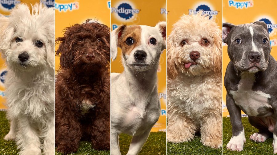 Five rescue puppies from Southern California are set o compete in the annual puppy bowl on Feb. 2, 2020. (Credit: Animal Planet)