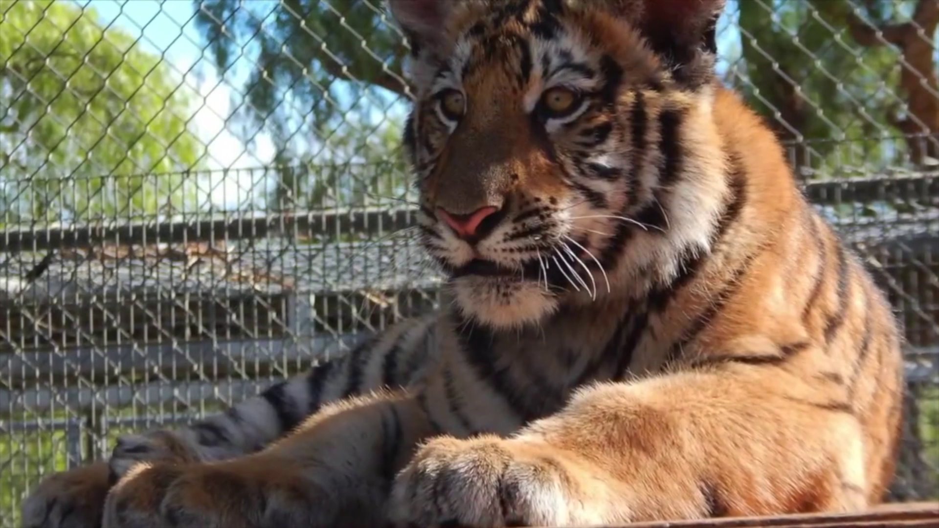 Neil, a bengal tiger, is seen on Feb. 12, 2020 at Moorpark College. (Credit: KTLA)