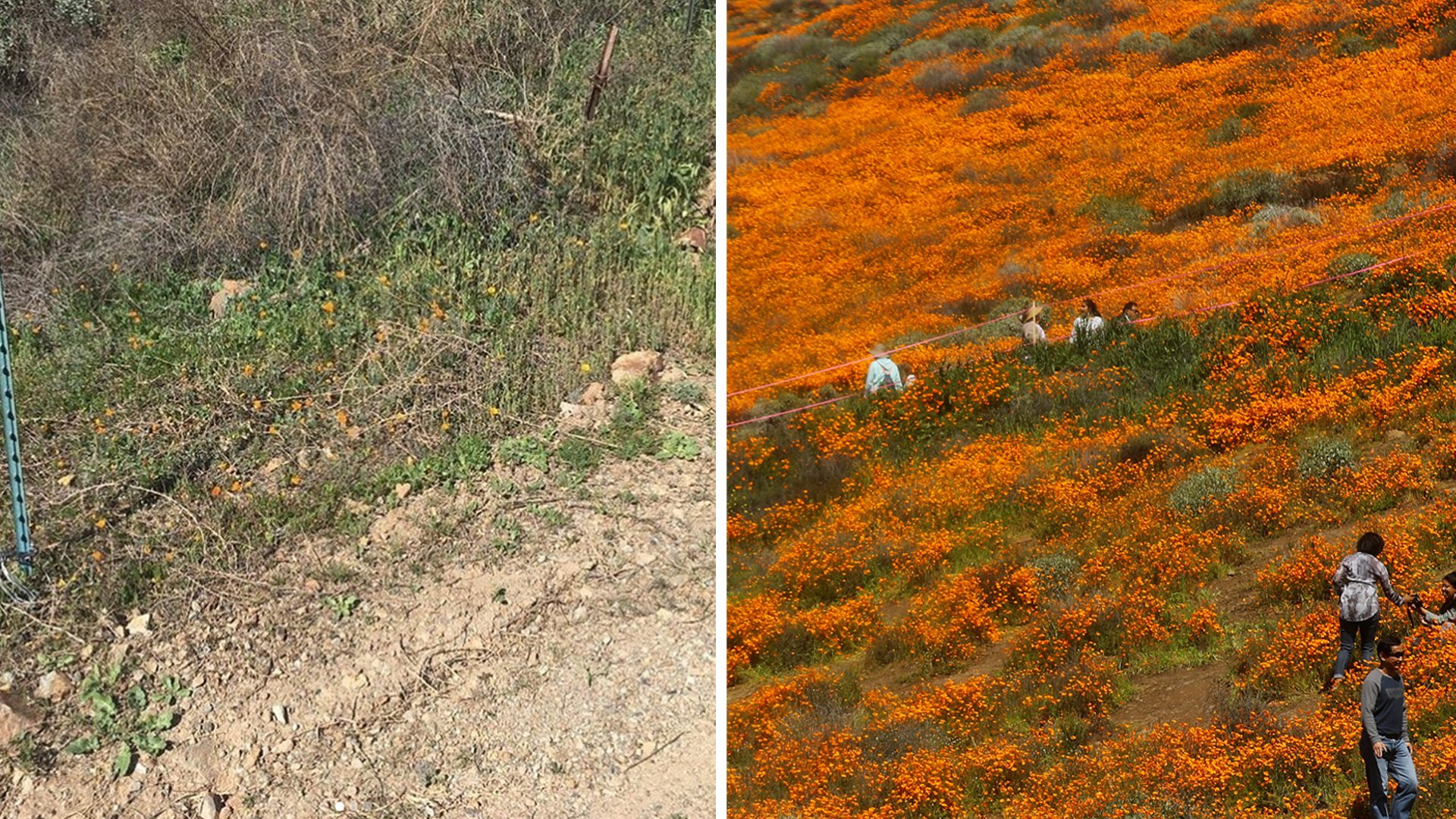 On the left, some poppies are seen in the Walker Canyon area in Feb. 2020, in a photo shared by the City of Lake Elsinore. ⁠On the right, the ‘super bloom’ of wild poppies blankets the hills of Walker Canyon on March 12, 2019, near Lake Elsinore, California. (Credit: Mario Tama/Getty Images)