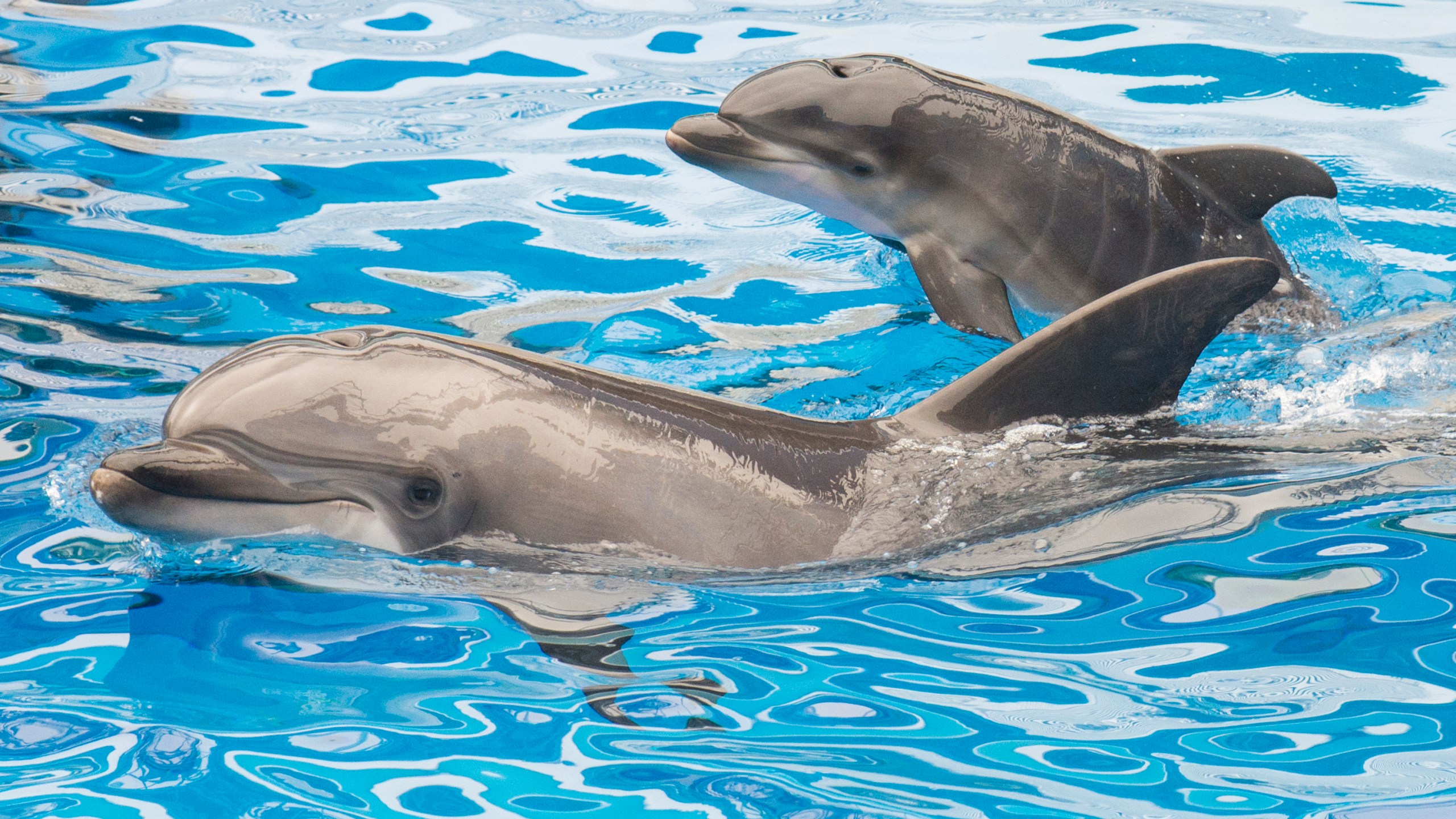 Sadie, a 13-year-old bottlenose dolphin at SeaWorld San Diego, swims with her newborn calf at the marine park's Dolphin Stadium Oct. 20, 2014, in San Diego. (Mike Aguilera/SeaWorld San Diego via Getty Images)