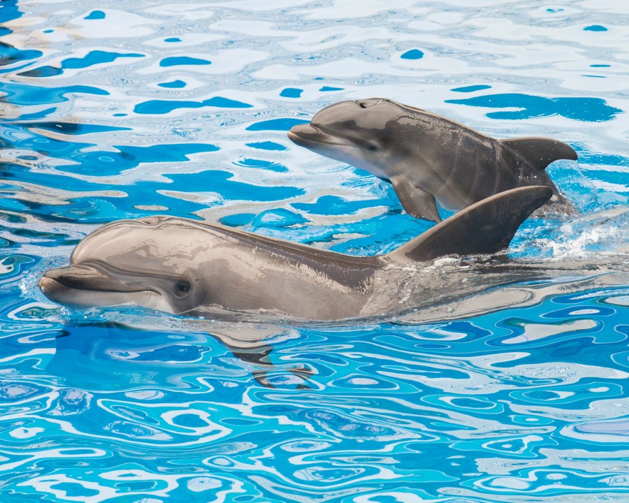 Sadie, a 13-year-old bottlenose dolphin at SeaWorld San Diego, swims with her newborn calf at the marine park's Dolphin Stadium Oct. 20, 2014, in San Diego. (Mike Aguilera/SeaWorld San Diego via Getty Images)