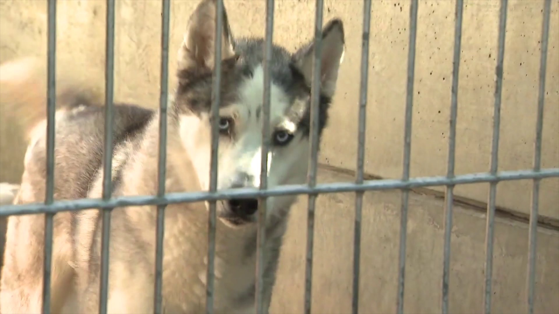 A dog is seen at an L.A. County animal shelter on March 25, 2020, waiting to get adopted. (KTLA)