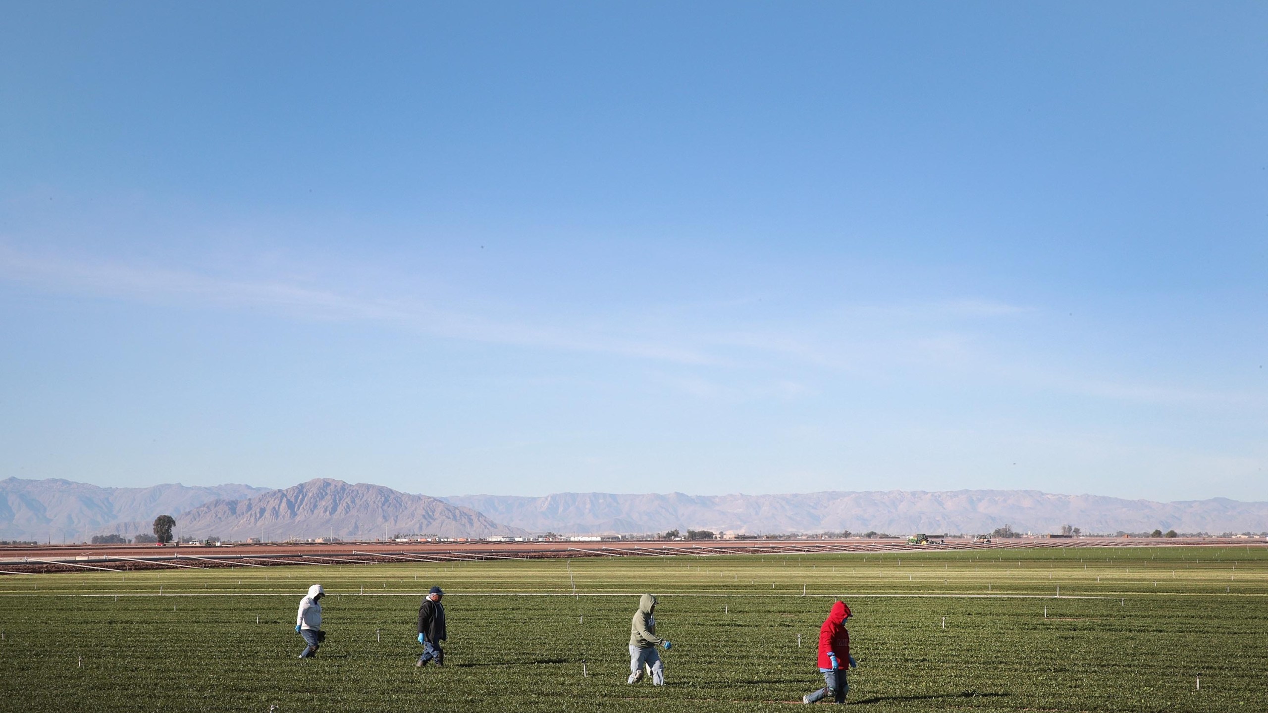 Farmworkers pull weeds in a field of spinach growing near the U.S.-Mexico border on Jan. 25, 2019 near El Centro, California. (Scott Olson/Getty Images)