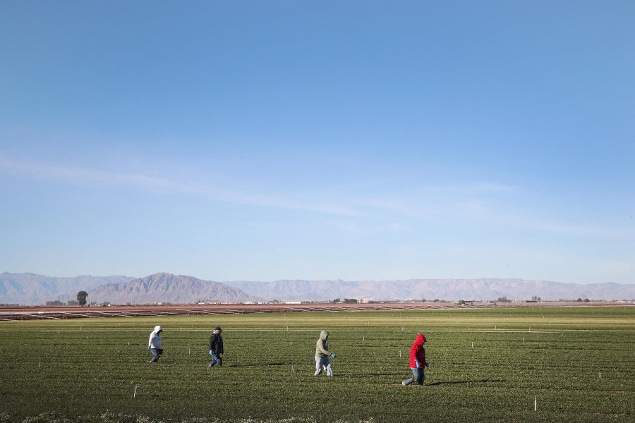 Farmworkers pull weeds in a field of spinach growing near the U.S.-Mexico border on Jan. 25, 2019 near El Centro, California. (Scott Olson/Getty Images)