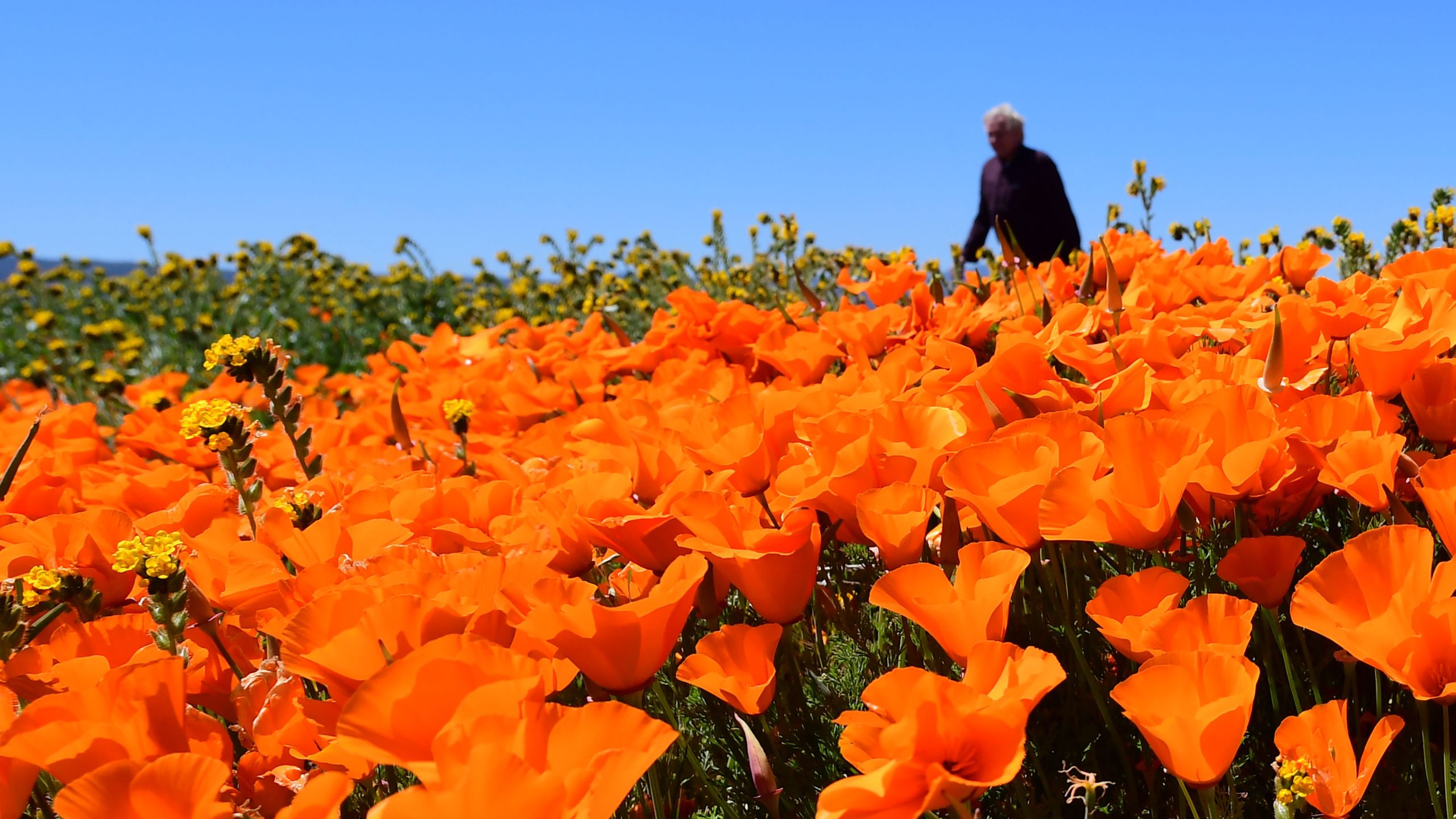 People visit poppy fields near the Antelope Valley California Poppy Reserve on April 16, 2020 in Lancaster, California where the annual spring bloom is underway. (FREDERIC J. BROWN/AFP via Getty Images)