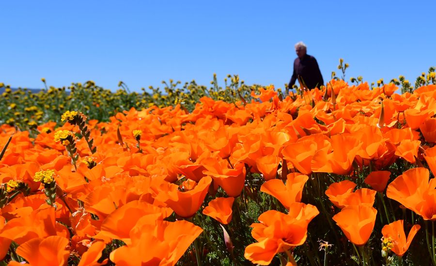 People visit poppy fields near the Antelope Valley California Poppy Reserve on April 16, 2020 in Lancaster, California where the annual spring bloom is underway. (FREDERIC J. BROWN/AFP via Getty Images)