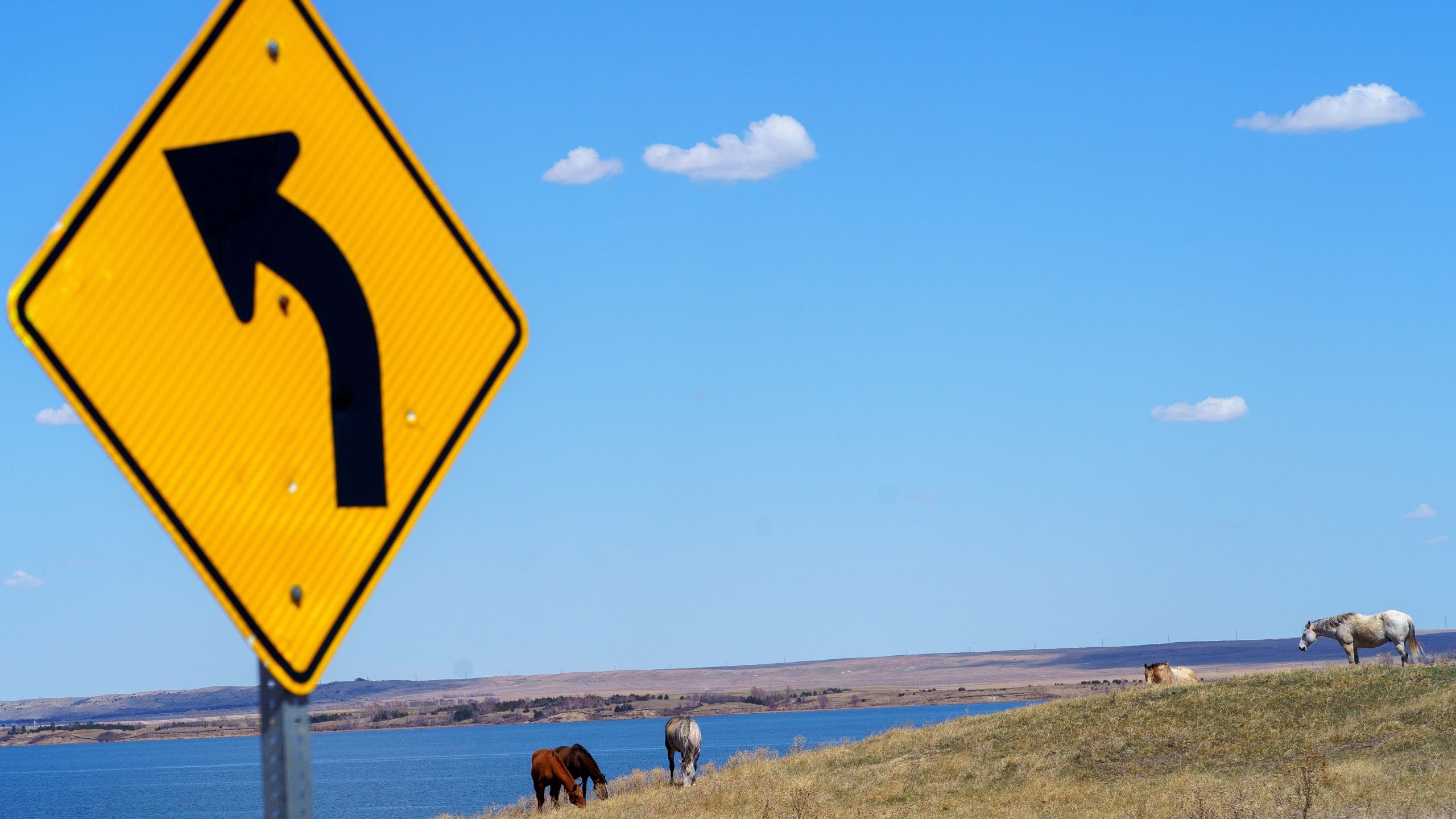 Horses graze next to the Missouri River near the Lower Brule Indian Reservation on April 22, 2020 in Lower Brule, South Dakota. The threat posed by the novel coronavirus to particularly vulnerable populations has cast a shadow over the daily reality, already filled with difficulties, of Sioux tribe members. (KEREM YUCEL/AFP via Getty Images)