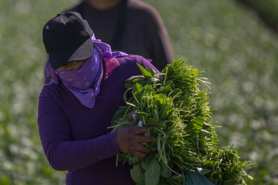 Immigrant farm workers harvest spinach field on Feb. 24, 2017 near Coachella. (David McNew/AFP via Getty Images)