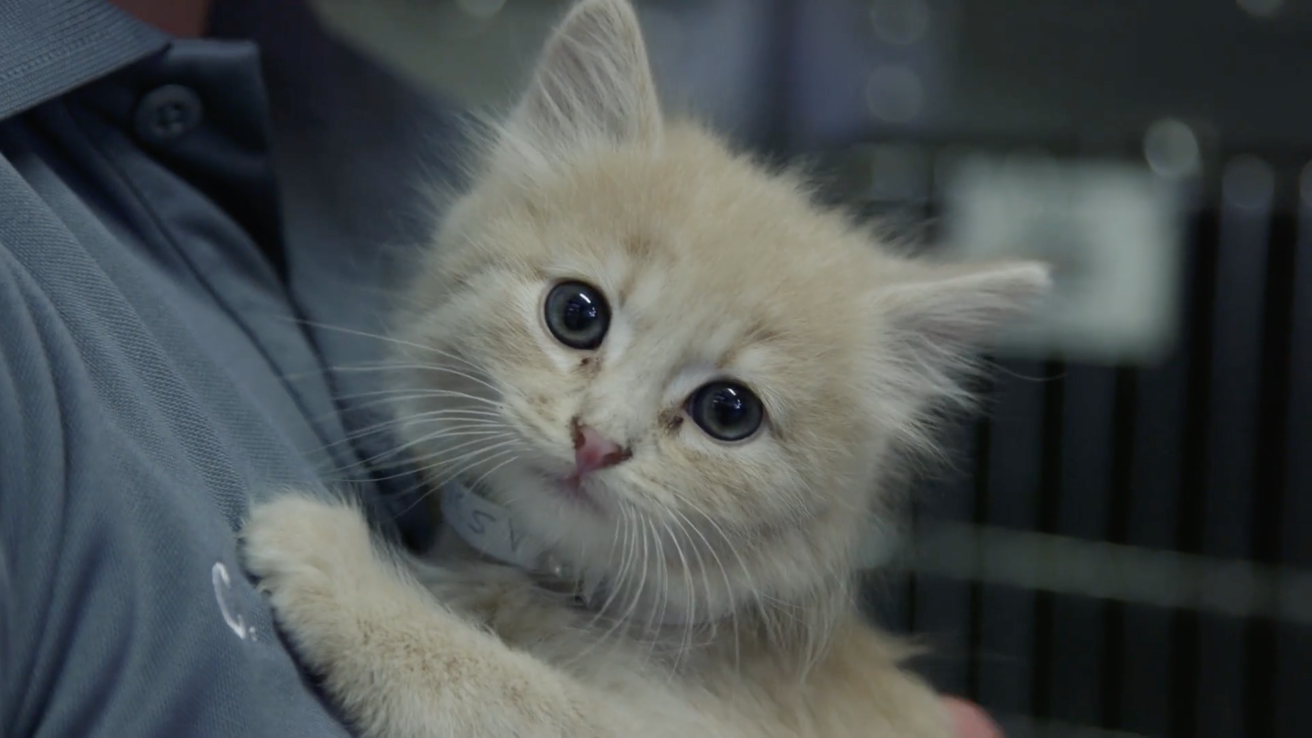 A kitten is seen in video provided by the Los Angeles County Department of Animal Care and Control on April 23, 2020.