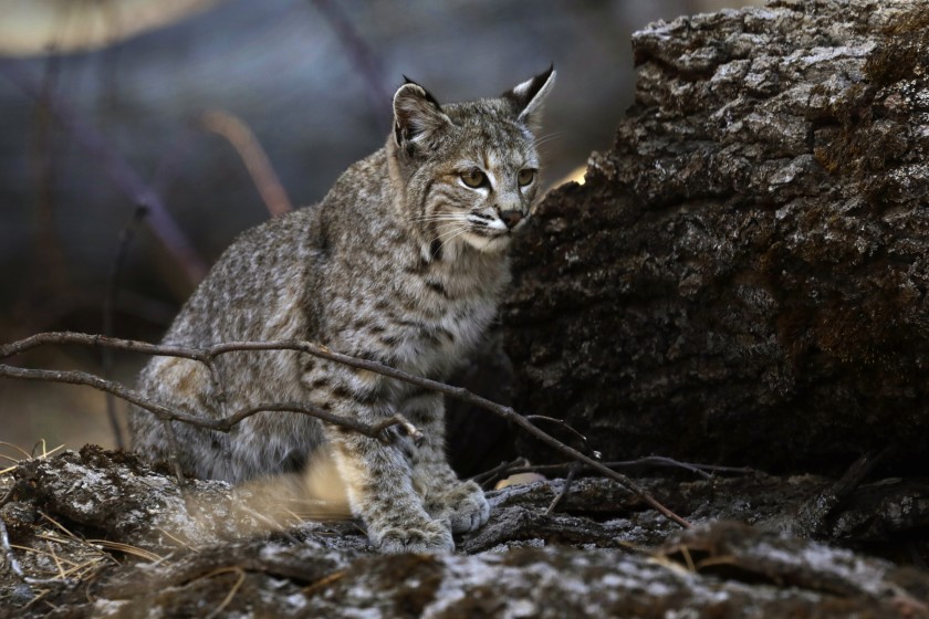 A young bobcat hunts for a meal in Yosemite Valley.(Carolyn Cole / Los Angeles Times)