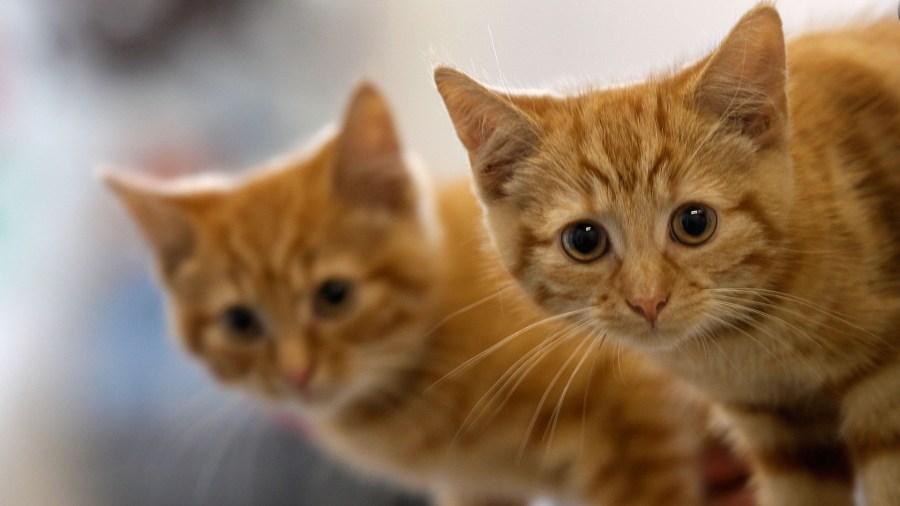 A 13-week-old kitten waits with her brother in this file photo taken on July 27, 2010 in Manchester, England. (Christopher Furlong/Getty Images))