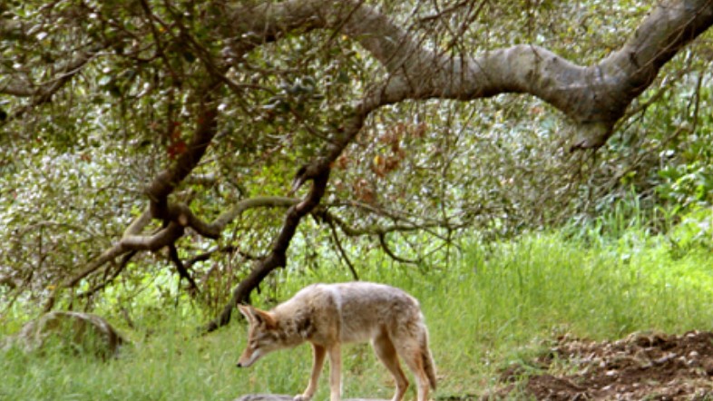 A coyote is seen in an undated photo on the L.A. Parks website.