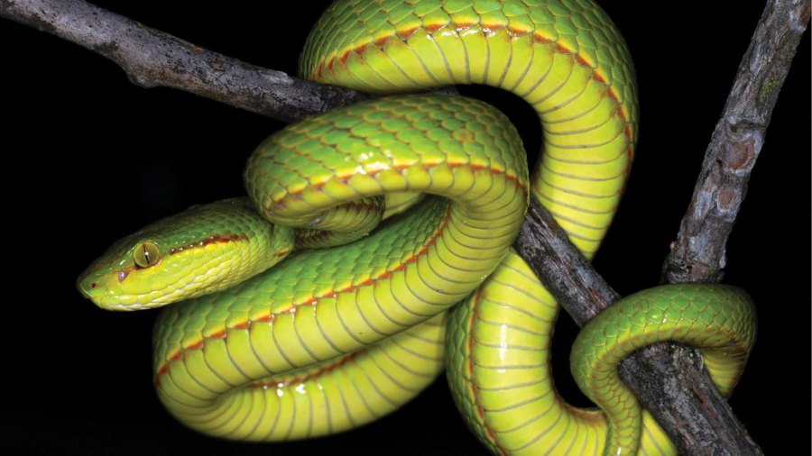 A team of researchers from India, upon discovering a new species of green pit vipers, have decided to name the snake after the one, the only Salazar Slytherin. (Aamod Zambre and Chintan Seth, Eaglenest Biodiversity Project)