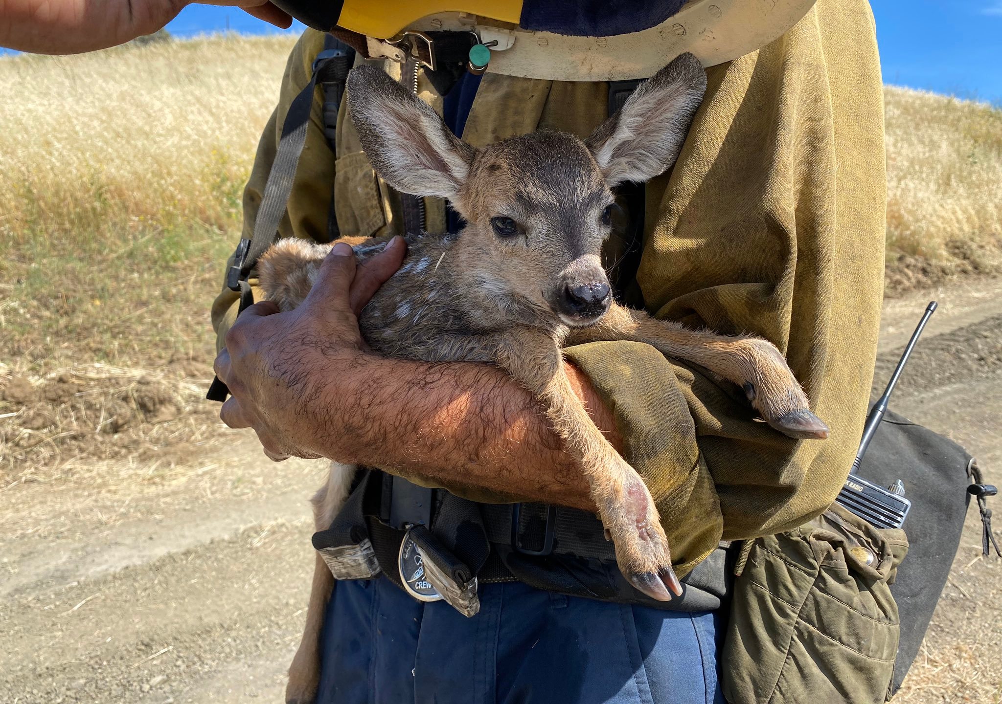 A firefighter rescues a fawn during a brush fire in Hollister Ranch on May 7, 2020. (Daniel Bertucelli / Santa Barbara County Fire Department)