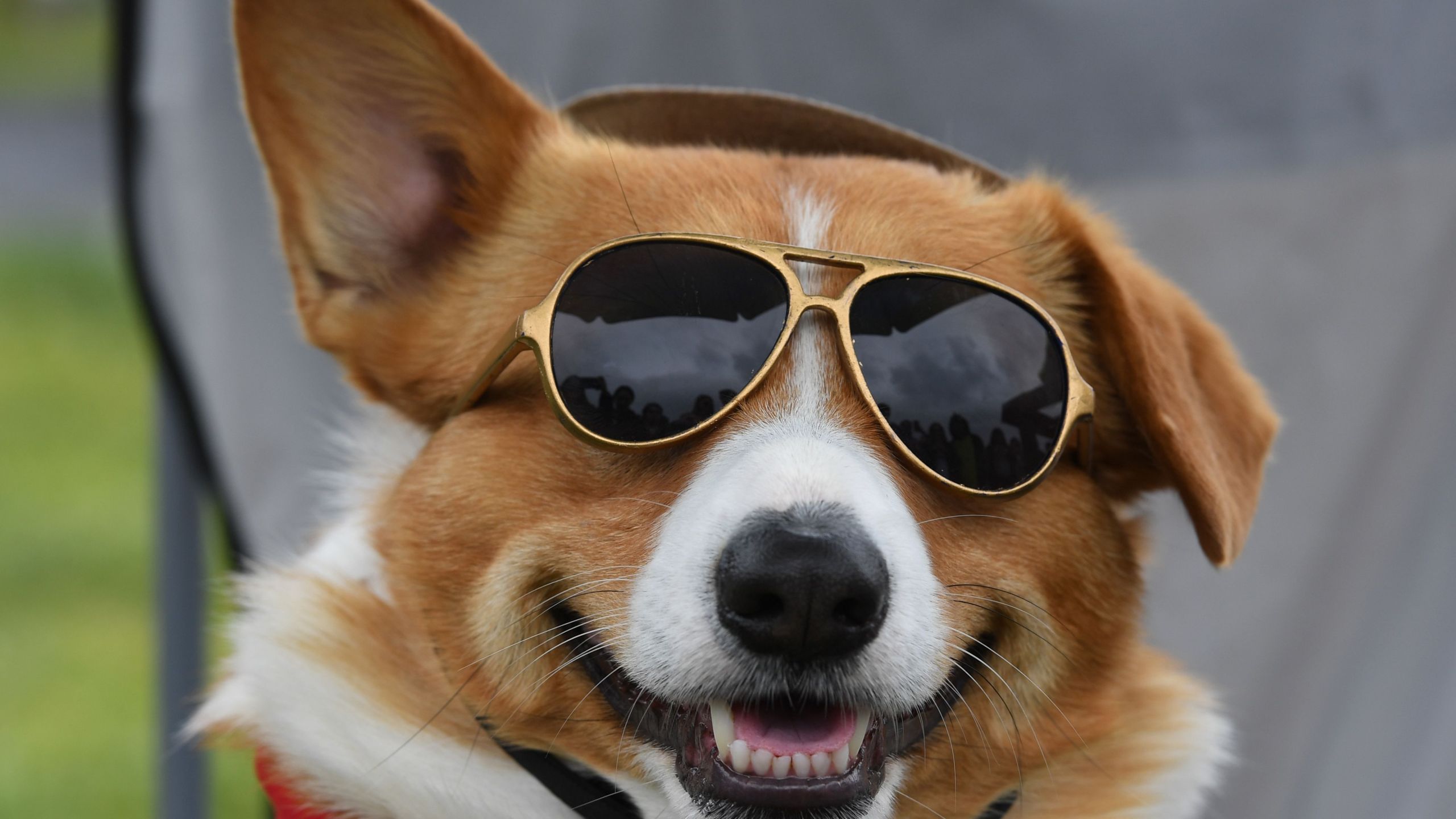 A Corgi dog prepares to race during the heats of the Southern California "Corgi Nationals" championship at the Santa Anita Horse Racetrack in Arcadia on May 26 2019. (MARK RALSTON/AFP via Getty Images)