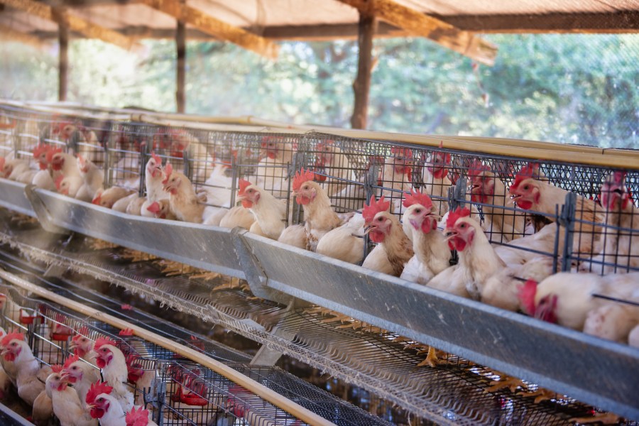 This undated file photo shows hens at an egg farm. (Getty Images)