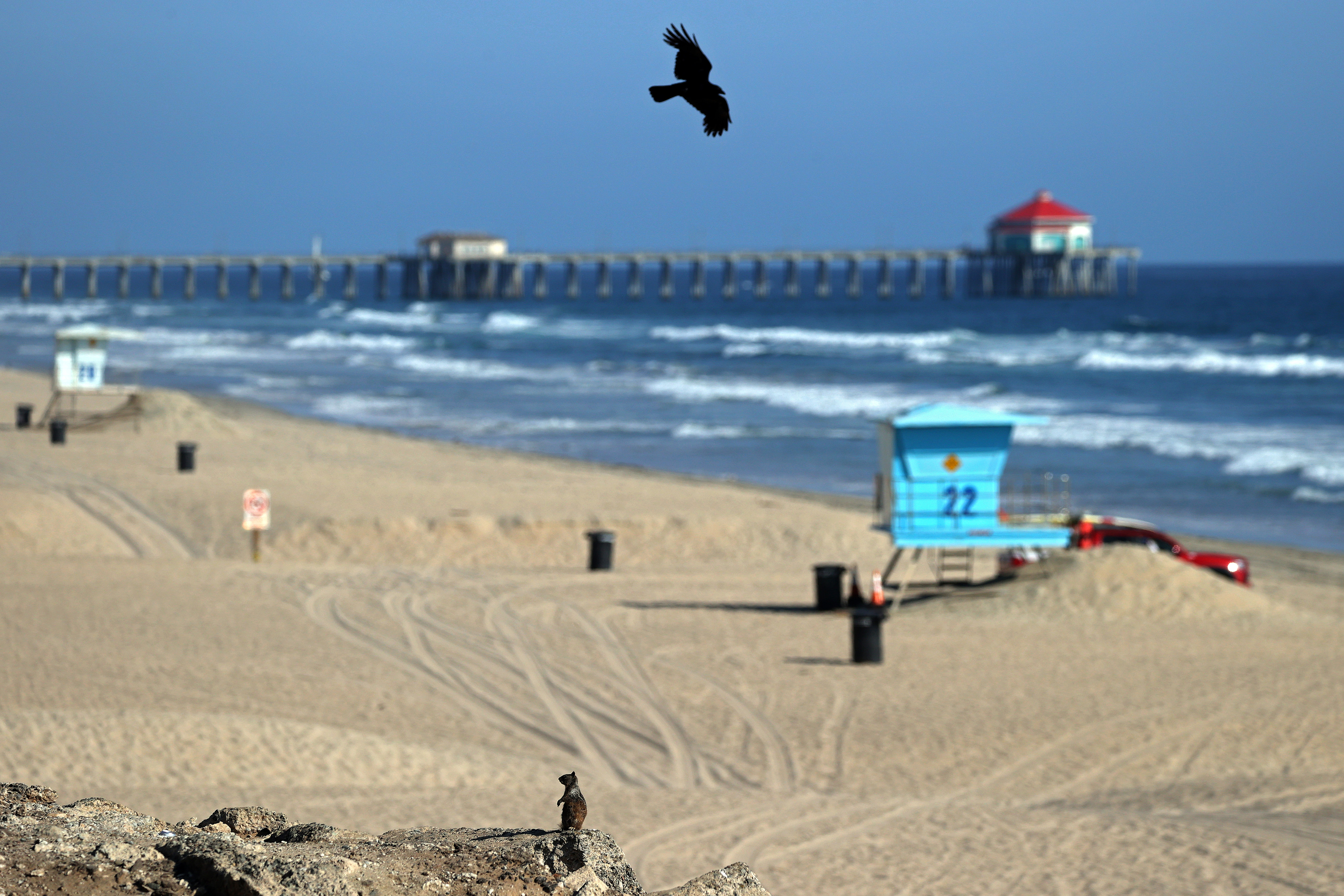 A crow flies over a squirrel as it sits on the rocks above empty beach in front of the Huntington Beach Pier on May 3, 2020 in Huntington Beach. (Michael Heiman/Getty Images)