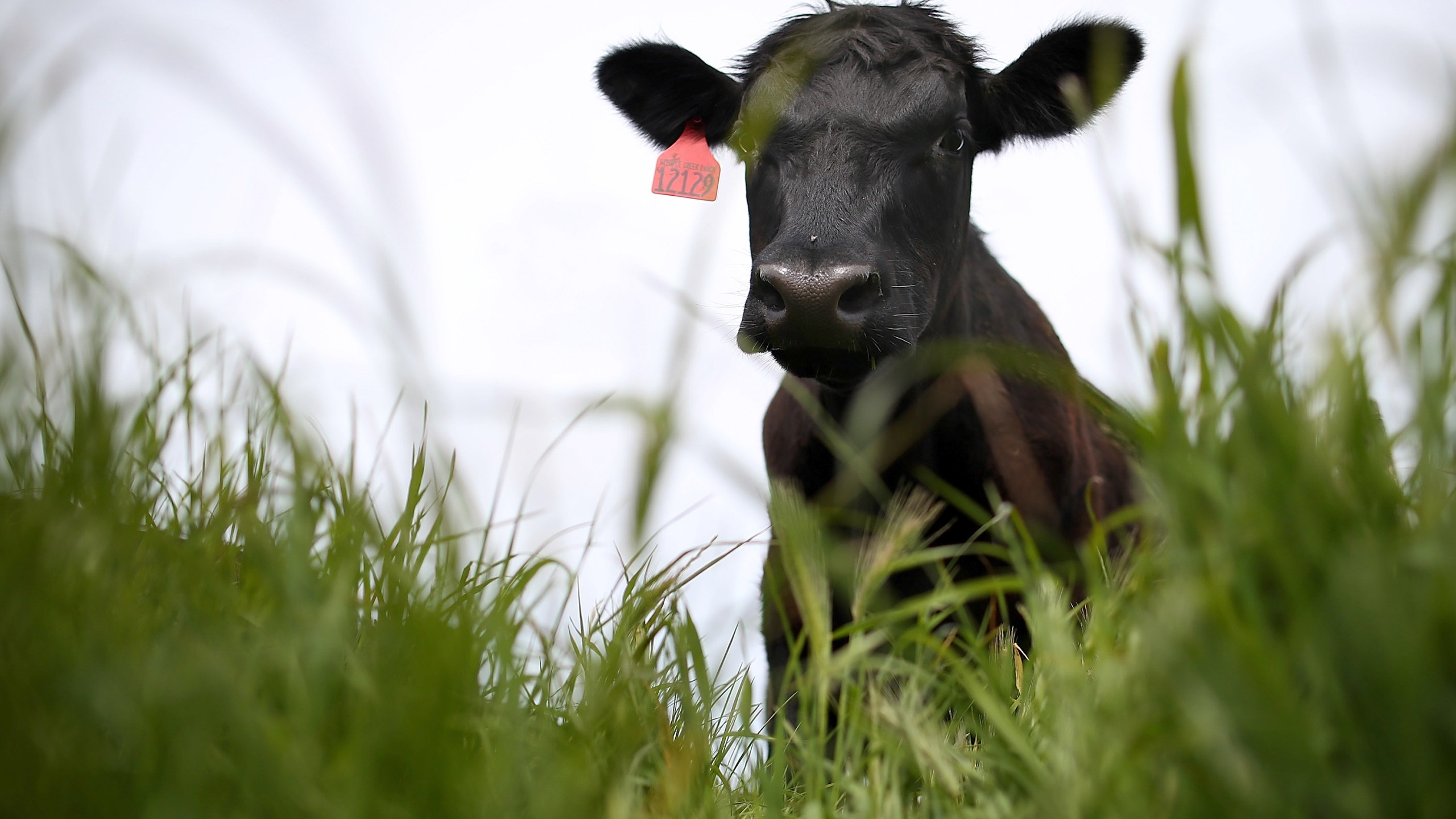 A cow grazes on grass at the Stemple Creek Ranch on April 24, 2014, in Tomales, California. (Justin Sullivan/Getty Images)