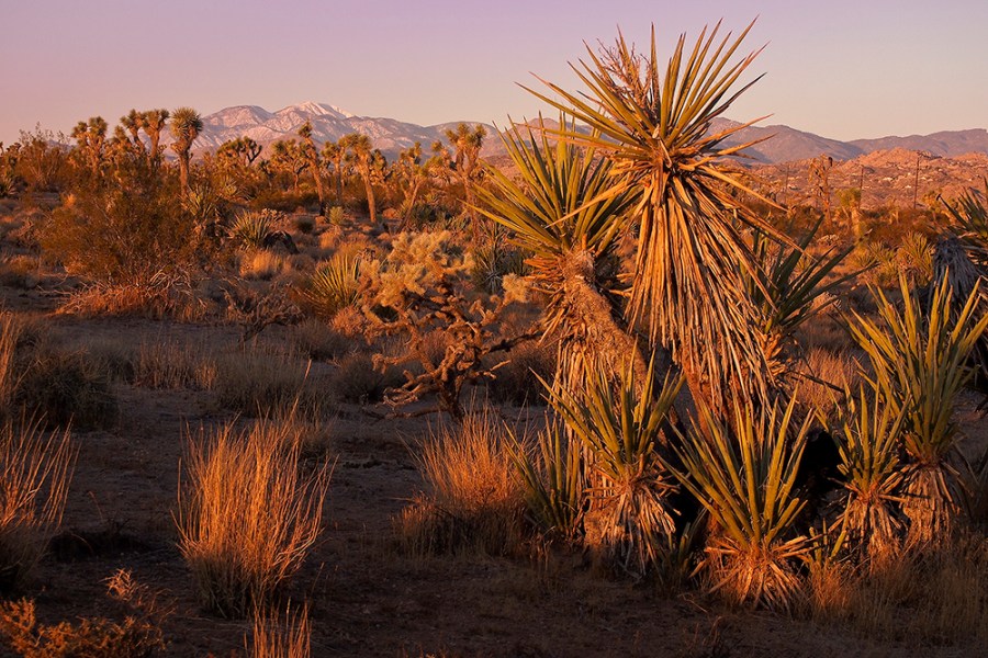 Conservation land between Yucca Valley and Joshua Tree is seen in an undated photo, before it was burned in a wildfire on May 11, 2020. (Drew Reese / Mojave Desert Land Trust)