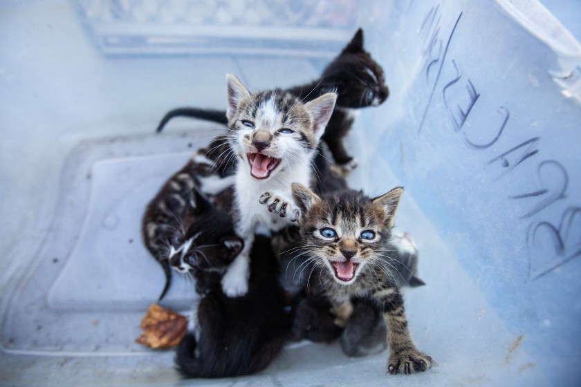 Although many people are fostering and adopting shelter animals, Los Angeles officials fear that many more people who have lost a job or home will have to surrender their pets. Above, a litter of stray kittens.(Jason Armond / Los Angeles Times)