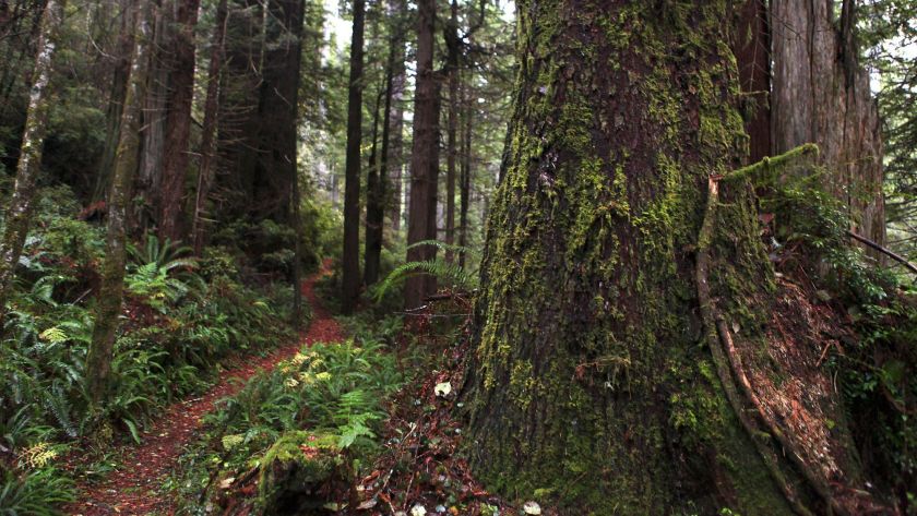 Trees line a trail in Redwood National and State Parks, located north of Eureka as part of a 175-mile stretch between Humboldt County and Crescent City known as the Redwood Coast. (Brian van der Brug / Los Angeles Times)