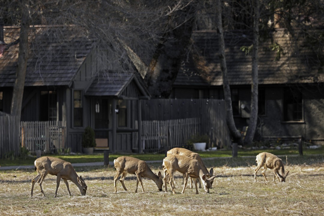 Deer feed in Yosemite Valley. Yosemite National Park is closed to visitors due to the coronavirus, allowing the animals to roam without having to worry about crowds of people. (Carolyn Cole / Los Angeles Times)