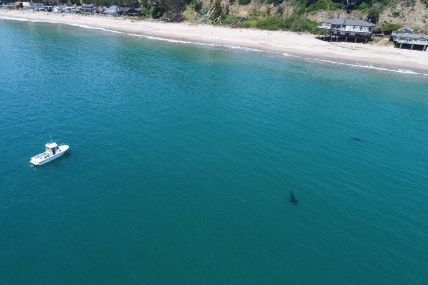 A great white shark seen near the Santa Cruz County shoreline. (Eric Mailander via KRON4)