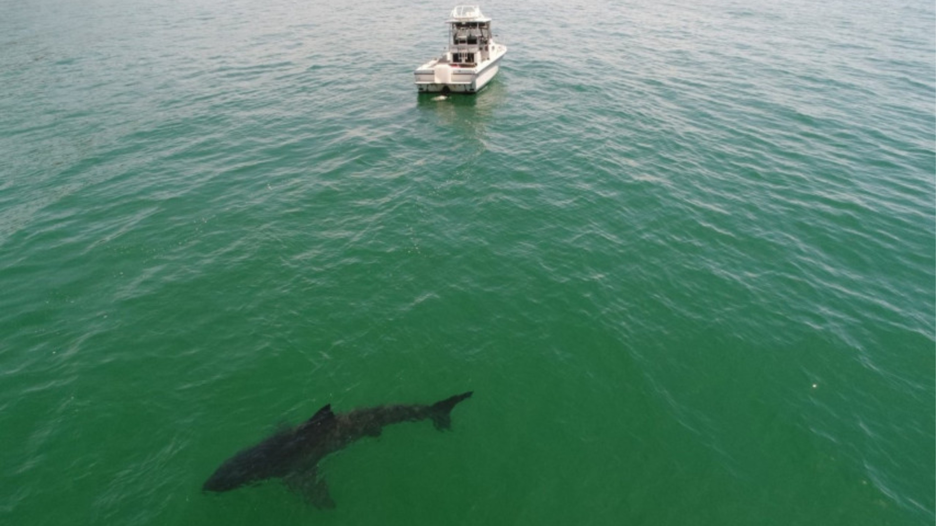 A Monterey Bay drone photographer captured this image of a shark, saying he counted 15 great white sharks near the Santa Cruz County shoreline on the morning of May 9, 2020. (Eric Mailander via KRON4)