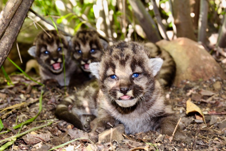 P-54's three mountain lion kittens are seen in this image taken on May 14, 2020 at the Santa Monica Mountains. (National Park Service)