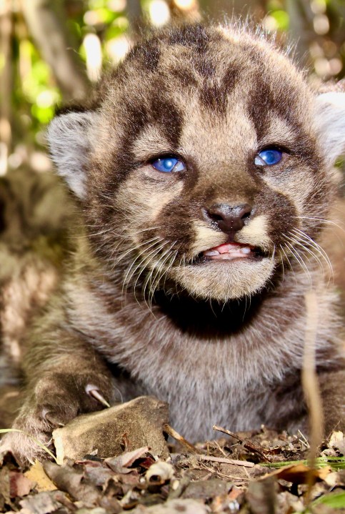 One of P-54's mountain lion kittens is seen in this image taken on May 14, 2020 at the Santa Monica Mountains. (National Park Service)