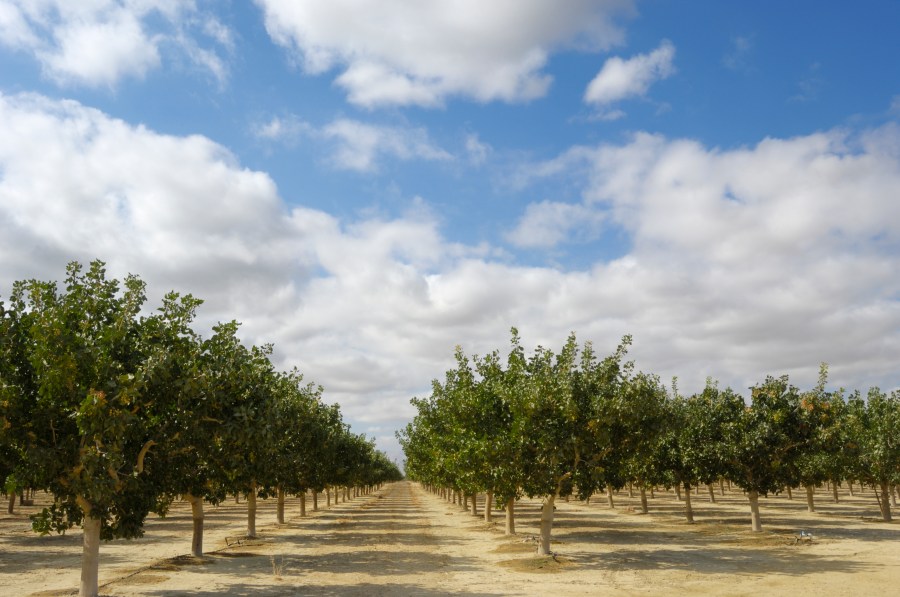 Pistachios grow in clusters on a central California orchard below a cloud filled sky in this undated photo. (Getty Images)