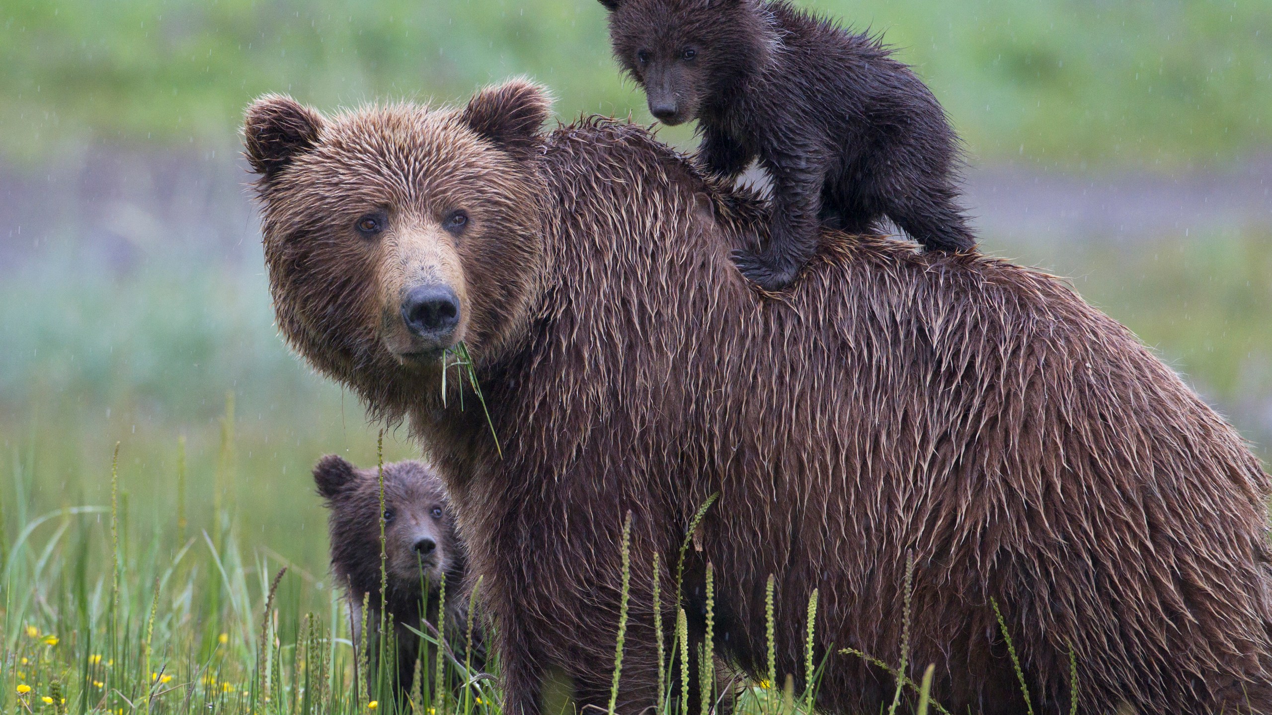 A bear and two cubs are seen in a file photo. (Credit: iStock/Getty Images Plus)