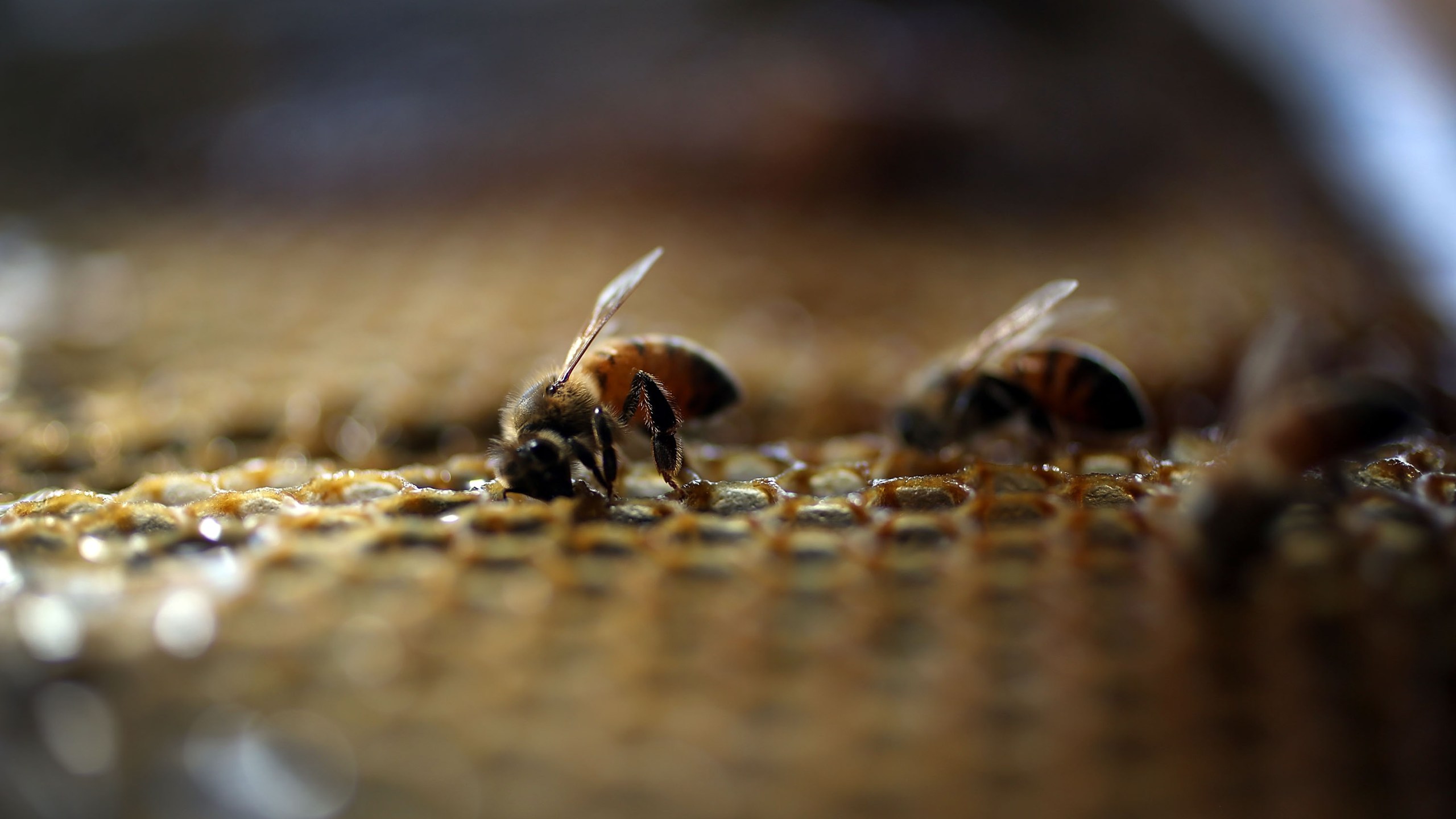 Honeybees are seen at the J & P Apiary and Gentzel's Bees, Honey and Pollination Company on May 19, 2015 in Homestead, Florida. (Joe Raedle/Getty Images)