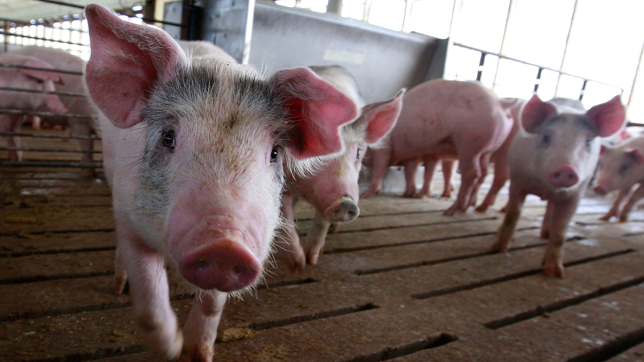 Pigs are seen in this file photo. (Scott Olson/Getty Images)