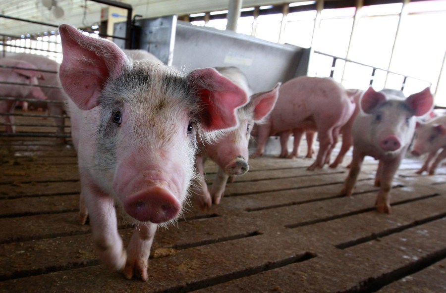 Pigs are seen in this file photo. (Scott Olson/Getty Images)