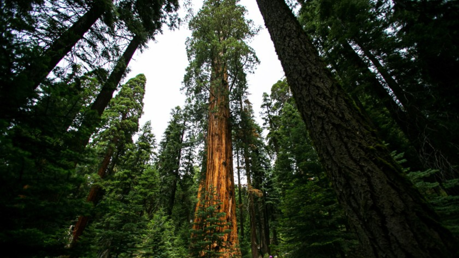 A giant Sequioa tree named after Robert E. Lee in Sequoia National Park is seen in an undated photo. (Los Angeles Times)