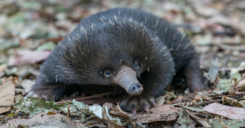 For the first time in San Diego Zoo Global’s history, an echidna baby—or puggle, as they are called—hatched at the San Diego Zoo Safari Park on Feb. 14, 2020. (San Diego Zoo)