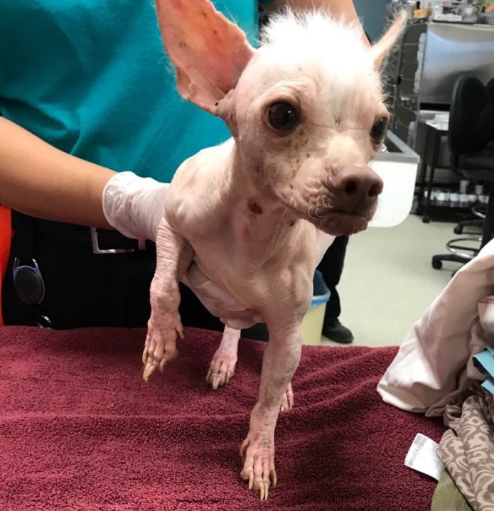 One of 35 dogs found inside a Jurupa Valley home is seen in an image shared by the Riverside County Department of Animal Services on July 11, 2020.